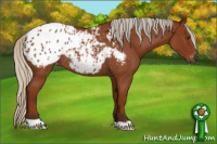 Horse Color:Gray Silver Bay Roan Appaloosa Rabicano 