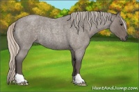 Horse Color:Silver Blue Roan Rabicano