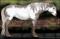 Horse Color:Silver Blue Roan Frame Rabicano