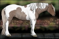 Horse Color:Silver Blue Roan Tobiano Rabicano 