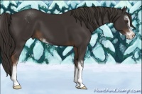 Horse Color:Liver Chestnut Sabino 