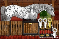 Horse Color:Liver Chestnut Appaloosa  and Black Appaloosa 