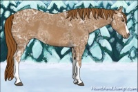 Horse Color:Chestnut Ice Rabicano