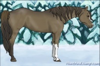 Horse Color:Smoky Black 