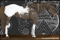 Horse Color:Smoky Black Appaloosa 