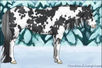 Horse Color:White Spotted Black Sabino
