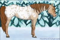 Horse Color:Red Dun Roan Appaloosa 