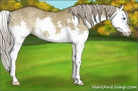 Horse Color:Chocolate Palomino Dun Splash 