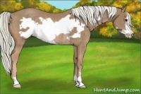 Horse Color:Chestnut Frame Rabicano 