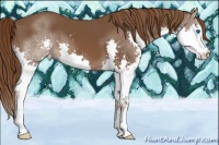 Horse Color:Liver Chestnut Splash 