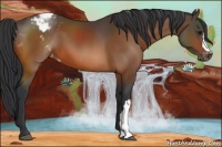 Horse Color:Bay Appaloosa 