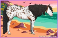 Horse Color:Bay Sabino Splash Near Leopard Rabicano