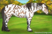 Horse Color:Bay Leopard 