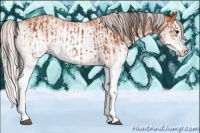 Horse Color:White Spotted Bay Splash  and White Spotted Silver Bay Splash 
