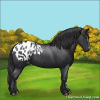 Horse Color:Black Appaloosa