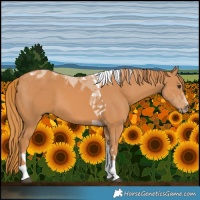 Horse Color:Chestnut Tobiano