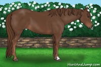 Horse Color:Gray Chestnut 