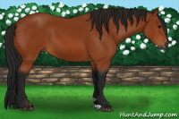 Horse Color:Gray Bay 