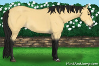 Horse Color:Gray Buckskin 
