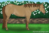 Horse Color:Gray Red Dun Rabicano