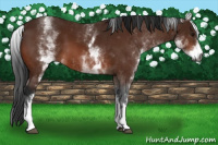 Horse Color:Gray White Spotted Bay