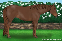 Horse Color:Gray Chestnut 