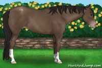 Horse Color:Gray Classic Champagne Varnish 