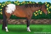 Horse Color:Brown Roan Appaloosa 