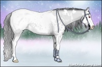 Horse Color:White Spotted Bay Chinchilla Splash Appaloosa 