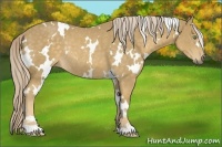Horse Color:White Spotted Palomino Rabicano