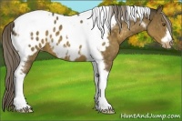 Horse Color:Chocolate Palomino Tobiano Frame Appaloosa