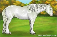 Horse Color:Watercolor White Spotted Cremello Onyx 