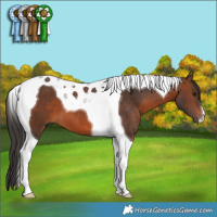 Horse Color:Brown Tobiano 