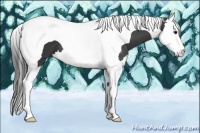 Horse Color:Black Splash Tobiano 