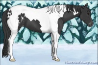 Horse Color:Black Tobiano Appaloosa 