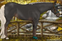 Horse Color:Liver Chestnut Mushroom 