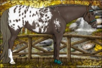 Horse Color:Liver Chestnut Mushroom Appaloosa 