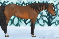 Horse Color:Bay Sabino 