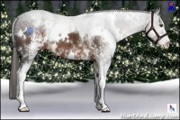 Horse Color:White Spotted Liver Chestnut 