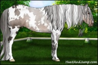 Horse Color:White Spotted Liver Chestnut 