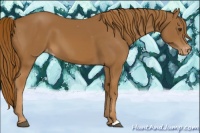 Horse Color:Chestnut Appaloosa 