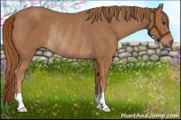 Horse Color:Chestnut Rabicano 