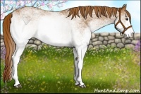 Horse Color:White Spotted Chestnut 