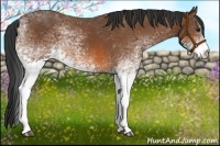 Horse Color:White Spotted Bay 