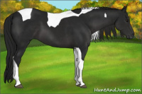 Horse Color:Gray Black Chinchilla Tobiano 