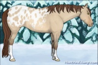 Horse Color:Amber Champagne Roan Dun Appaloosa
