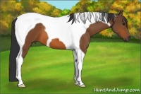 Horse Color:Bay Tobiano 