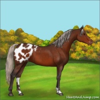 Horse Color:Silver Bay Sabino Appaloosa 