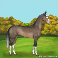 Horse Color:Brown Dun Mushroom Sabino Splash 