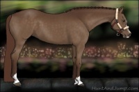 Horse Color:Liver Chestnut Sabino 